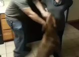 Hamile kadını koruyan köpek