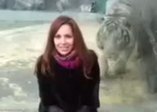 Kaplan saldırısından cam sayesinde kurtulmak!