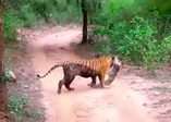 Leopara saldıran bengal kaplanı