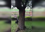 Sincap köpeği çıldırttı