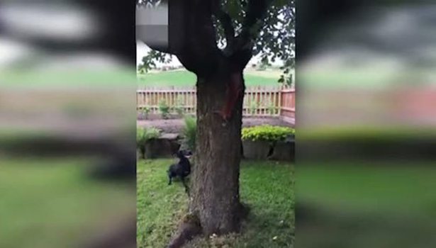 Sincap köpeği çıldırttı