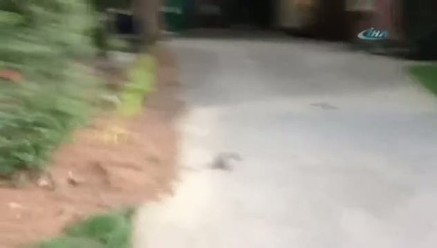 Karşınızda akrobat sincap