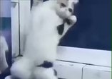 Oyun havasında yerinde duramayan kedi