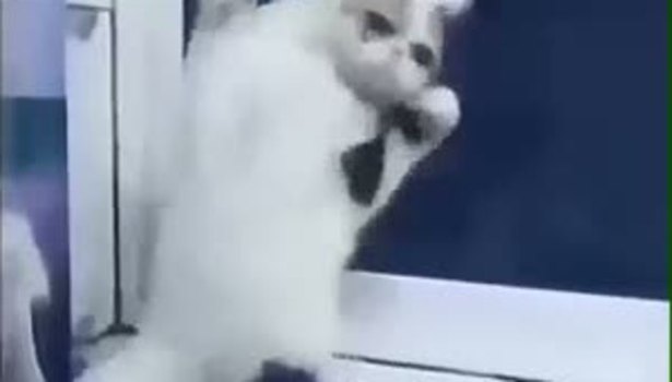 Oyun havasında yerinde duramayan kedi