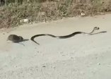 Yavrusuna saldıran yılanı pişman etti