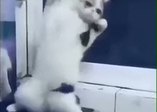 Oyun havasında yerinde duramayan kedi