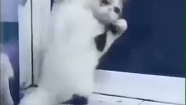 Oyun havasında yerinde duramayan kedi