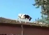 Adana'da çatıdan çatıya atlayan inek
