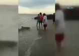 Oltaya köpekbalığı takıldı