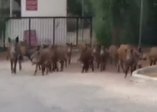 Şehre inen domuzlar yoldan geçen polise saldırdı