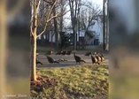 Ölü kediyi gören hindi sürüsünden akıl almaz hareket!