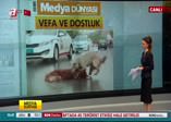 Bu kez 'insanlık dersi' veren köpekler oldu