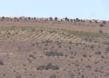 Afrin sınırında dikkat  çeken görüntü