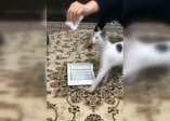İzleyenleri hayrete düşüren kedi!