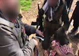 ÖSO, YPG’li teröristleri bir bir teslim alıyor!